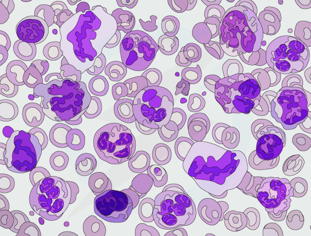 Blood Cells Classifier
